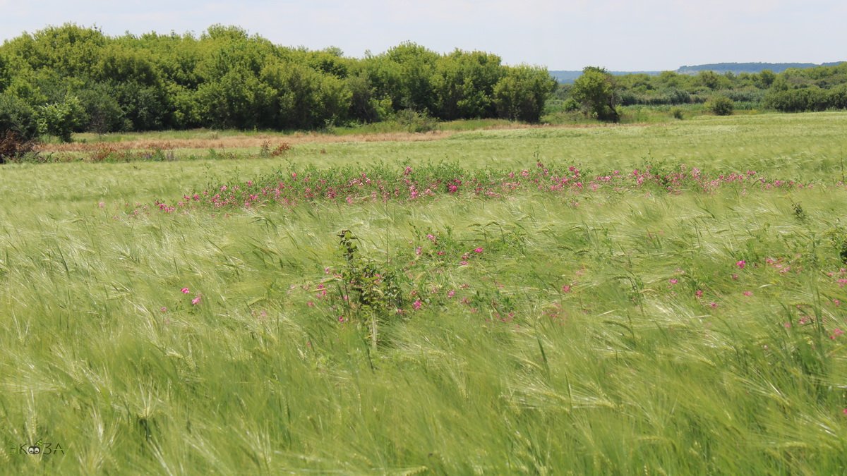 Чина, ячмень, злак, рогоз. И ветер