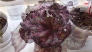 Взрослые ? БЕГОНИИ с НАЗВАНИЯМИ СОРТОВ / часть 1 /ЗНАКОМЬТЕСЬ‼️