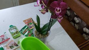Первый полив ОРХИДЕИ Katrin с препаратом фитолавин и опрыскивание с ХЛОРЕЛЛЫ