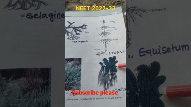 pteridophytes #cbseboard #neet2022 #subscribe #fern#selaginella#equisetum#salvinia#ncertsolution