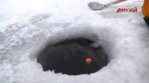 Секреты успеха. Зимний подлещик