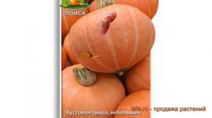 Тыква крупноплодная Амазонка (amazonka) ? тыква Амазонка обзор: как сажать семена тыквы Амазонка