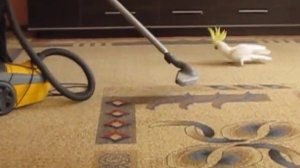 Попугай какаду и пылесос | Кто кого ???