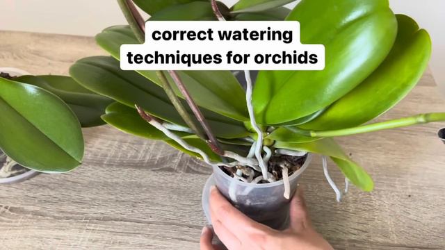 Bunu Bilmelisiniz!Orkideye Bol Ciçek Açtırıp Sağlıklı kök Verdiren Dogru Sulama смотреть онлайн
