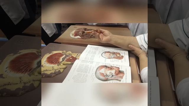 Часть3. Мышцы головы. Мимические и жевательные