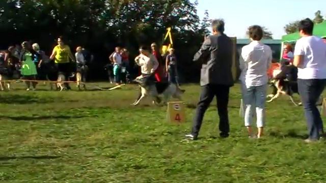 Суки чемпионы смотреть онлайн