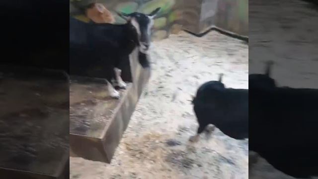 Контактный зоопарк. Часть1 Минск. Тц Титан 11.02.2021 смотреть онлайн