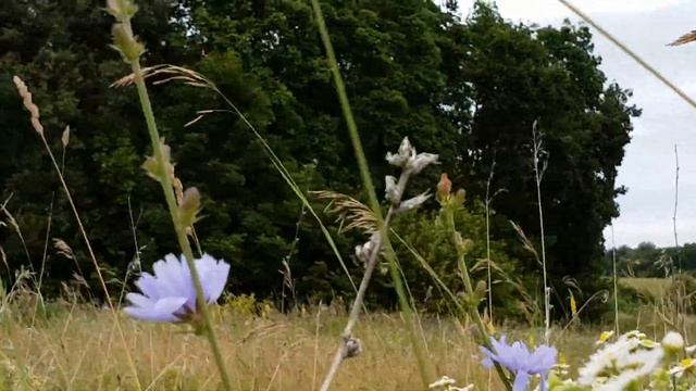 УФА / AСКАНЫШ В лес за ягoдами смотреть онлайн