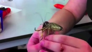 Самый большой муравей в мире