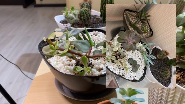 Это провал! Ошибки в выращивании кактусов! Как делать НЕ НАДО! смотреть онлайн