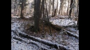 Охота. Охота на лося с лайкой 2020. По первому снегу. Вот и лоси