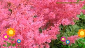 Астильба японская Джамп энд Джайв. Краткий обзор, описание astilbe japonica Jump and Jive