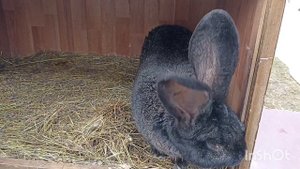 О ЧЕМ МОЛЧАТ КРОЛИКОВОДЫ #фландр#кроликивеликаны#ризен