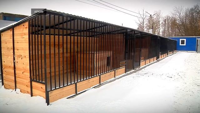 Тверские зоозащитники ждут открытия приюта для животных смотреть онлайн