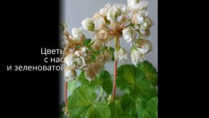 Happy Appleblossom Rosebud пеларгония