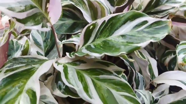 calathiya comboo offer //offer plants //plant Nursery Malayalam #indoorplants #gardening #trending