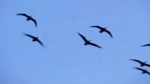 Лебединая верность.