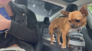 Щенок мини-чихуахуа. Первое знакомство. У нас вторая собака! #AmyDog