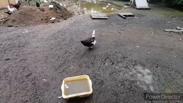 Разведение мускусных уток. смотреть онлайн