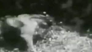 Гиганты VS тигровый питон питон змеи, львы, кошки, змеи VS Ягуары VS тигровый питон