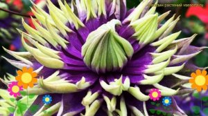 Клематис гибридный Тайга. Краткий обзор, описание характеристик, где купить саженцы clematis Taiga