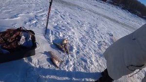 Рыбный промысел коренных народа Приамурья.Рыбалка сетями на Амуре. Жизнь в деревне. Деревенские люд