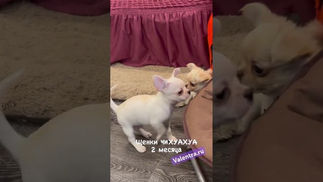 Щенки ЧИХУАХУА #купитьщенка #щенок #puppy #чихуахуа #chihuahua #щенкичихуахуа