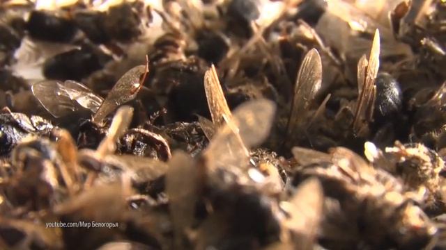 Массовая гибель пчел. Как быть, что делать? смотреть онлайн