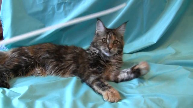 Felicia.MTS смотреть онлайн