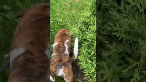 Минипиг(китайский поросёнок  Хрю)гуляет сам по себе Москва
