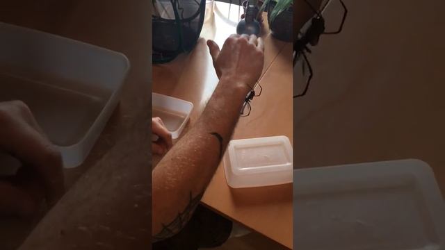 Handling a giant Nephila spider