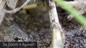 Camera Mi Note10+Apexel lense Примеры видео