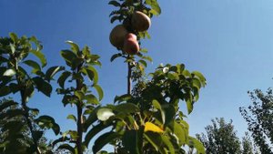 Груша NGO, Осень 2020(2)