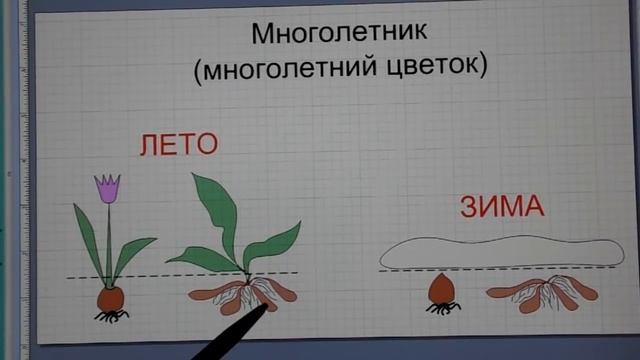 Курсы. Занятие 19. Совместимость растений. Принцип 1.