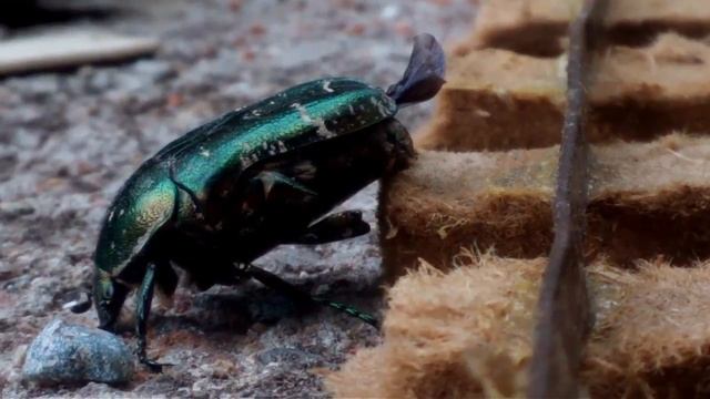 Золотистая бронзовка на участке самодельной железной дороги