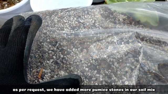 PUMICE STONES FOR PLANTS AND SUCCULENTS || Let's make a Cactus and Succulent potting Mix Suculenta смотреть онлайн