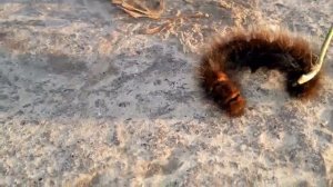 Гусеница ползет.Черная мохнатая гусеница