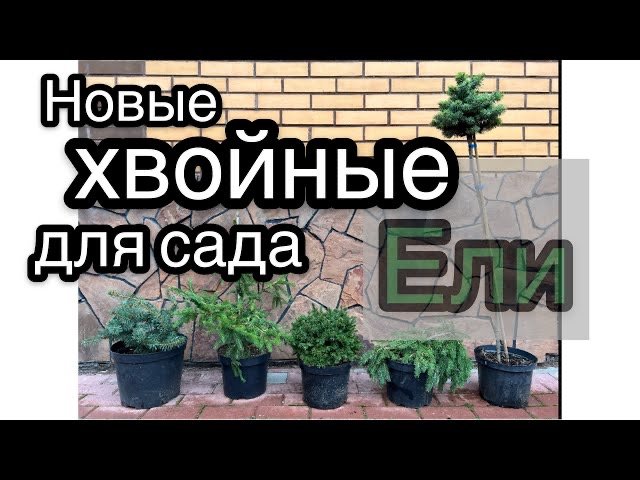 Обзор новых хвойных для сада. С названиями Ч.1 Ели Редкие сорта Дневник садовода