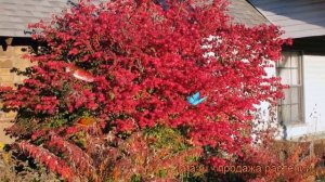 Бересклет европейский Ред Каскад (red cascade) ? обзор: как сажать, крупномеры бересклета Ред Каска