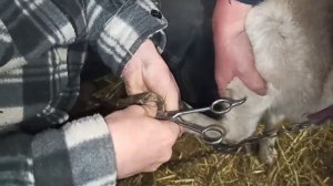 Обрезка копыт козам. Наш первый опыт.