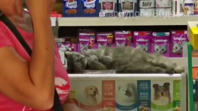 Мариуполь сегодня Ремонт Восстановление и Жизнь 25.08.22 смотреть онлайн