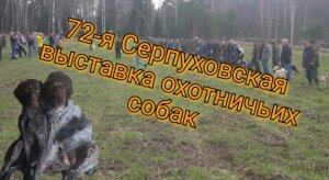 72-я Серпуховская выставка охотничьих собак. 23.04.2022 г.
