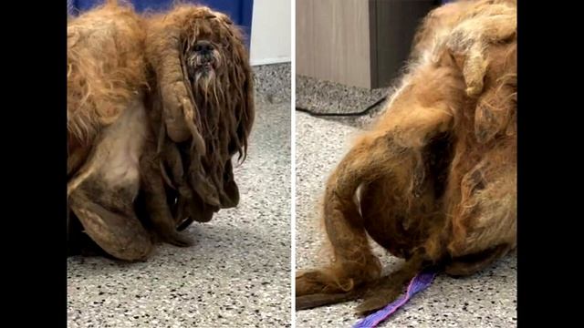 Врачи ахнули когда увидели что за существо скрывается за заросшими колтунами...