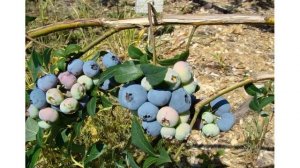 Сорт голубики садовой «Санрайз»