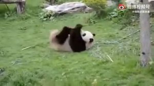 Панда кунгфу. Panda karate