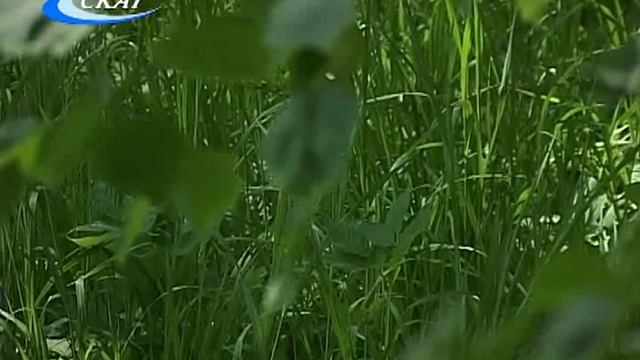 «РАЙОННЫЙ ПРОЕКТ СОБР: СЛОБОДСКОЙ ОТРЯД БЫСТРОГО РЕАГИРОВАНИЯ ПРОДОЛЖАЕТ ОБУЧЕНИЯ» смотреть онлайн