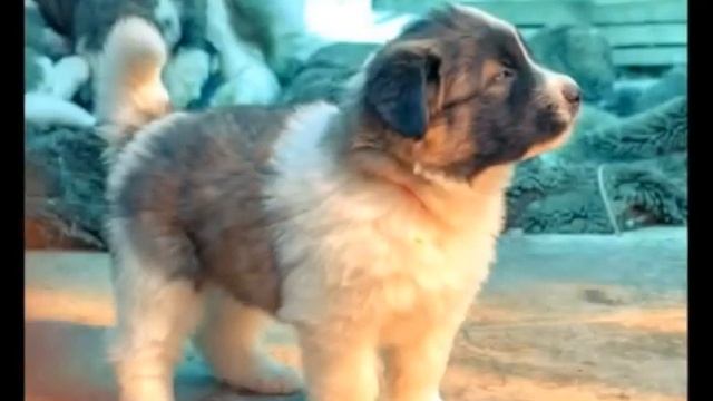 Московская сторожевая. Лучшие породы собак. смотреть онлайн