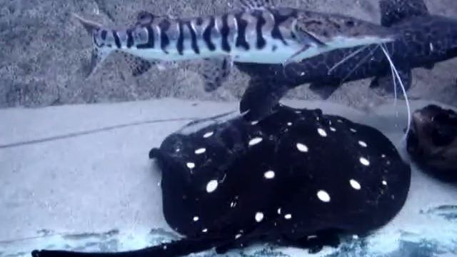 Скат в аквариуме зоопарка Екатеринбурга. смотреть онлайн