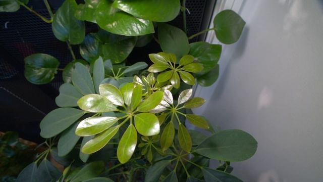 17 Day Timelapse: Schefflera Arboricola