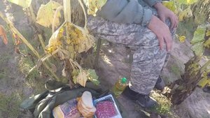 Охота на голубя "Вяхиря" с чучелами в подсолнухе! 2019